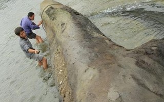 Đào được khúc gỗ 20m "đen sì" từ dưới sông, anh nông dân run rẩy khi nghe chuyên gia phán: "Nó đáng giá hàng trăm tỷ đồng"