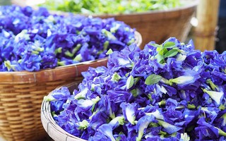 Đây là bộ phận có chứa độc tố của cây hoa đậu biếc, nên thận trọng