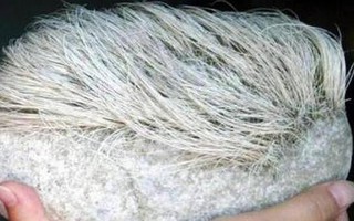 Cụ ông nhặt được viên đá 'mọc tóc bạc phơ', chuyên gia lập tức yêu cầu phong tỏa cả làng