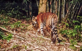 Phát hiện 2 cá thể nghi là hổ tại Mộc Châu, Sơn La
