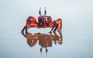 Vì sao ngày càng có nhiều loài động vật tiến hóa để thành cua?