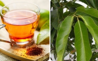 Nước lá vối để qua đêm có uống được không?