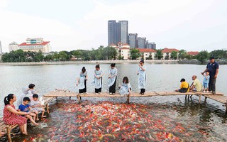Ngất ngây sắc màu của vạn con cá Koi khi đến hồ Tây