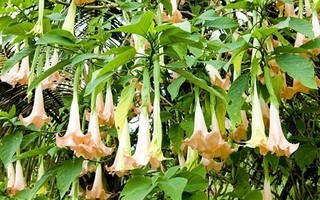 Ba du khách tại Tam Đảo bị ngộ độc sau khi ăn hoa chuông