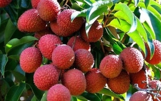 Vải thiều Việt Nam 'đi máy bay' sang khắp thế giới