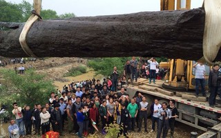Máy xúc vô tình đào được cây gỗ 40m, công trường lập tức bị phong tỏa: Chuyên gia nhận định “kho báu” này không dưới 300 tỷ đồng