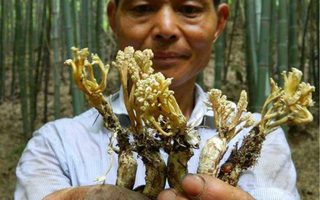 Lão nông khoe đào được con ve có sừng trên đầu, chuyên gia: 'Chúng hiếm nhưng sai một ly đi một dặm'