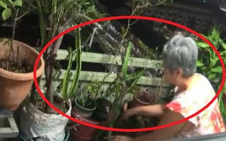 Thấy cây cảnh cứ chết dần chết mòn, người đàn ông sinh nghi đặt máy quay rồi sốc nặng trước kết quả