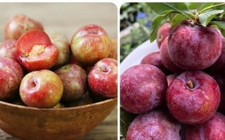 Ăn mận nhiều có tốt không?