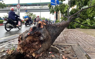 TP.HCM: Mưa lớn kèm gió mạnh, cây xanh bật gốc