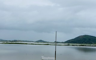Mưa lớn, vỡ đê, người dân vật lộn cứu hơn 750 ha lúa đang chín