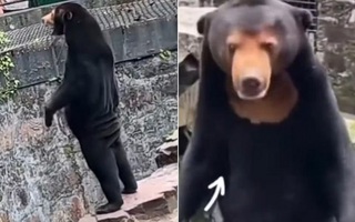 Vườn thú Trung Quốc đáp trả nghi vấn gấu do người đóng giả