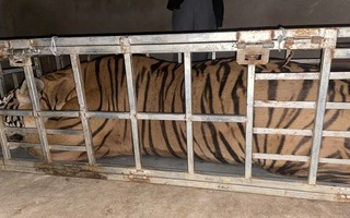 Phát hiện ô tô vận chuyển cá thể hổ nặng 235kg