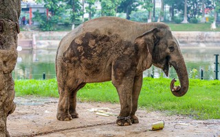 Cận cảnh hai chú voi "sống khổ" với xiềng xích ở vườn thú Hà Nội