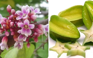6 tác dụng tốt như 'vàng mười' của trái khế với sức khỏe
