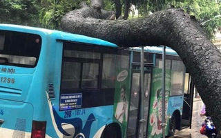 Hà Nội: Cây xà cừ bật gốc, đè trúng xe buýt
