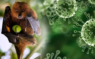 WHO cảnh báo, bệnh do virus Nipah có thể gây ra một đại dịch toàn cầu