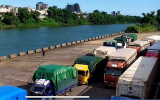 Ùn ứ tại cửa khẩu Móng Cái, hải sản tươi sống chết hàng loạt