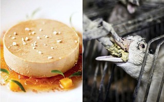 Bí mật đằng sau món ăn sang chảnh bậc nhất hành tinh: Hóa ra lại có quy trình sản xuất đáng suy ngẫm