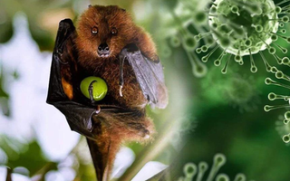 TP HCM giám sát người từ vùng có dịch virus Nipah