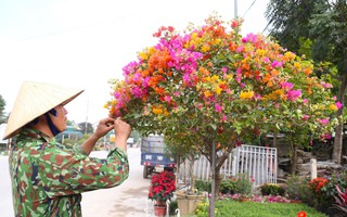 Từng bị 'thất sủng', loài hoa này hồi sinh rực rỡ hút khách dịp Tết