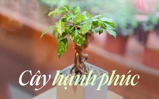 Cây hạnh phúc là cây gì mà nhiều người muốn có trong nhà trước dịp Tết Nguyên đán, dù tốn tiền triệu?