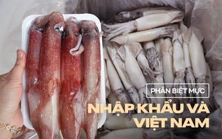 Phân biệt cực nhanh mực Việt và mực nhập khẩu để mua ăn Tết cho chuẩn