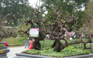 Chiêm ngưỡng những cây đào truyền thống ở Hà Nội lần đầu tiên "dự thi sắc đẹp"