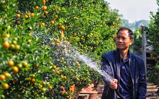 Quất ghép trên thân lũa giá hàng chục triệu đợi Tết