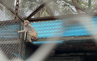 Sự thật về hình ảnh đàn khỉ gầy trơ xương, co ro vì lạnh ở vườn thú Hà Nội