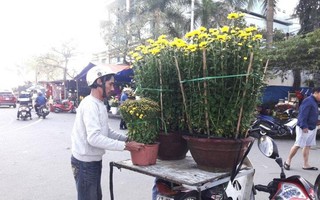 Chở đào quất bằng xe máy có thể bị phạt đến 600.000 đồng