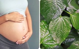 Bà bầu ăn có nên ăn lá lốt?