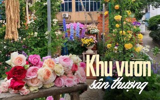 Ngắm khu vườn sân thượng rộng 35m2, nơi bạn có thể ngồi giữa “biển” hoa và thưởng thức trà chiều
