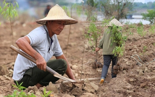 Trắng tay sau lũ vì những cành đào chết khô, người dân Nhật Tân giờ phải... trồng rau, hoa cúc để bán Tết