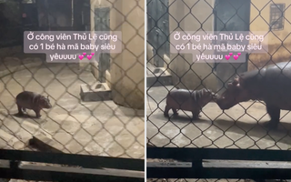 Công viên Thủ Lệ xuất hiện "nhân vật" mới cực xinh, dễ thương không kém gì hiện tượng mạng Moo Deng của Thái Lan