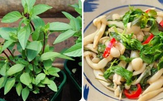 Ăn rau húng quế thường xuyên có tác dụng gì?