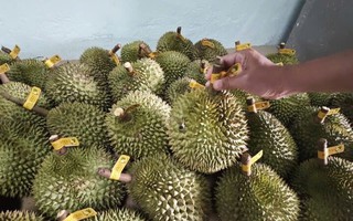 Sầu riêng Việt 'một mình một chợ', giá cao ngất ngưởng