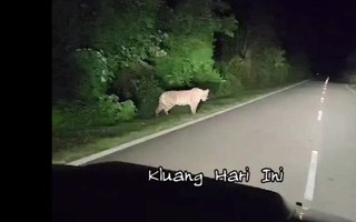 Lái xe trong đêm, tài xế sốc nặng khi thấy cảnh tượng trước mắt