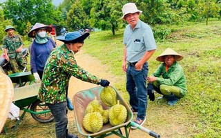 Loại quả 'bán giá nào cũng lãi' quá hot, bầu Đức sắp tăng gấp đôi diện tích trồng, dự kiến bội thu hàng nghìn tỷ đồng