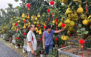 Loại quả từ Bắc vào được thắt nơ, vàng rực và thơm lừng cả con phố ở TPHCM