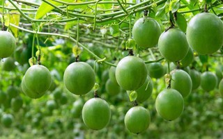 Tin vui: Loại trái cây triệu đô Việt Nam lọt top đầu cung ứng toàn cầu sẽ được "bay" sang Mỹ