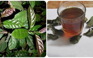 Nước xạ đen tốt cho sức khoẻ nhưng lại 'đại kỵ' với những người này