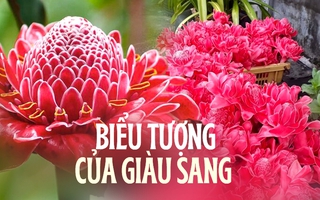 Loài hoa nghe tên đã thấy lộc lá, vừa ngắm vừa ăn được hội chị em săn lùng ngày vía Thần Tài