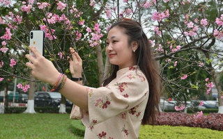 Ngỡ ngàng hàng cây hoa anh đào Nhật Bản bung nở rực rỡ tại công viên Hòa Bình