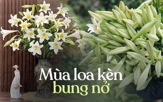 Năm nay, hoa loa kèn nở sớm và giá rất rẻ 