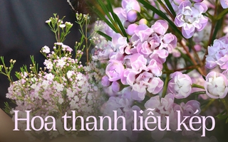 Mê mẩn sắc tím hồng nhẹ nhàng, hoa thanh liễu kép đắt gấp 5 lần dòng thông thường vẫn tấp nập người mua