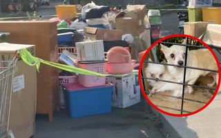 Xôn xao chuyện cô gái bị đuổi khỏi chung cư vì nuôi 19 chú chó trong căn hộ, diễn biến sự việc khiến nhiều người hồi hộp theo dõi
