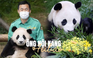 Ông nội Kang của Fubao: Ở bên "cháu gái" 24/7 suốt 3 tháng mới sinh, tiết lộ điều cảm động sau bó cải dầu vàng