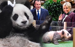 Chân dung "bạn trai tin đồn" của đỉnh lưu Fubao: "Hoàng tử nhỏ" vừa trở về nước, có phu nhân Tổng thống Pháp là mẹ đỡ đầu