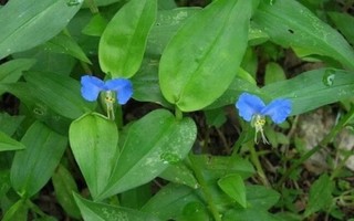 Loại rau mọc dại khắp nơi nhưng là vị thuốc cực tốt cho sức khỏe